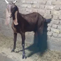 بز پاکستانی ابستن یه زه داده مایه بلند