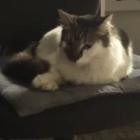 گربه مو بلند شناسنامه دار واگذاری