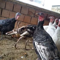 بوقلمون محلی وارگانیک|حیوانات مزرعه|سرخنکلاته, |دیوار