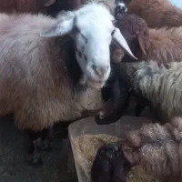 فروشی|حیوانات مزرعه|گرگان, |دیوار