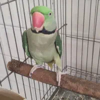 شاه طوطی سخن گو