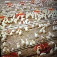 کارگر ساده مرغداری