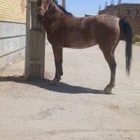 مادیان کورد|اسب و تجهیزات اسبسواری|بروجن, |دیوار