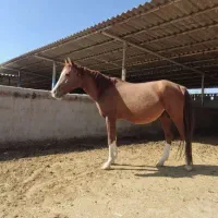 فروش اسب و مادیان دره شوری