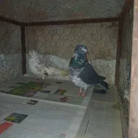 کبوتر پرشی|پرنده|ایجرود, |دیوار