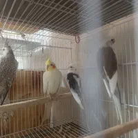 عروس، کوتوله، ملنگو