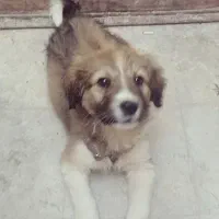 قدرجونی خوش ذات