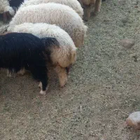 بره صادراتی|حیوانات مزرعه|پلدختر, |دیوار