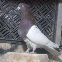 کبوتر بهبهانی