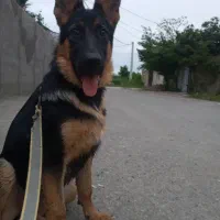 واگذاری سگ|سگ|رشت, لاکان شهر|دیوار