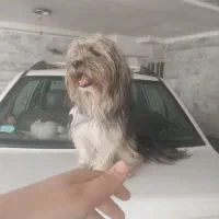 سگ سرقت شده