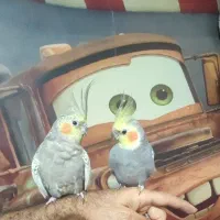 عروس هلندی جفت|پرنده|لاهیجان, کوی زمانی|دیوار