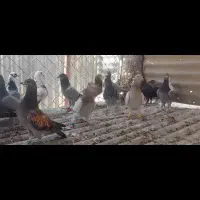 کبوتر|پرنده|شیراز, زیباشهر|دیوار