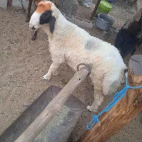 بره نر چاق