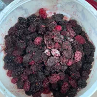 شاتوت انبه|خوردنی و آشامیدنی|تهران, وصفنارد|دیوار