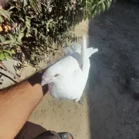 سفید عراقی نر درشت وهیکلی|پرنده|مینودشت, |دیوار