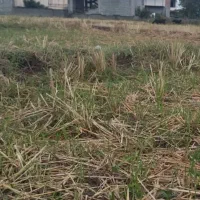 زمین شالی|فروش زمین و ملک کلنگی|لوندویل, |دیوار