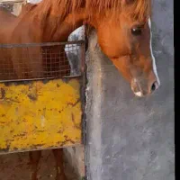 نریون پرخون عرب