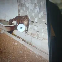 بز پاکستانی تک|حیوانات مزرعه|شوشتر, |دیوار