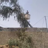 بریدن انواع درختان ونخل هرسکاری اره بالابر چمن نی