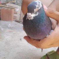 کفتز
