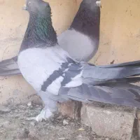 کبوتر نر و ماده