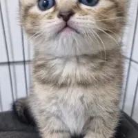 اسکاتیش|گربه|مشهد, اقبال|دیوار