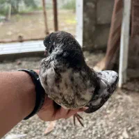 فروش یک جفت کبوتر پرشی|پرنده|رضوانشهر, |دیوار