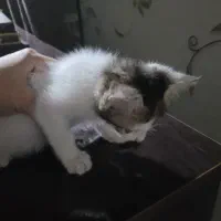 بچه گربه دوماهه نیازمند سرپرست