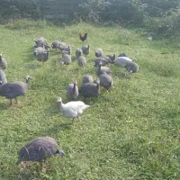 مرغ شاخدار|حیوانات مزرعه|حویق, |دیوار