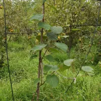 فروش نهال کیوی هایوارد ۳ ساله|گل و گیاه طبیعی|تولم شهر, |دیوار