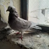 سرور و کاشان و طوقی|پرنده|مسجد سلیمان, |دیوار