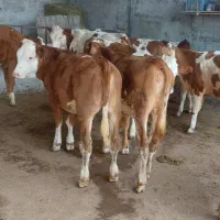 فروش گوساله پرواری|حیوانات مزرعه|شیروان (خراسان), |دیوار