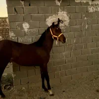 کره اسب نریان ۱۷ماهه