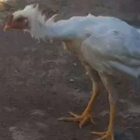 حراج حراج پرنده و لاری و محلی معاوضه دارم