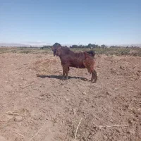 نردرجه یک اصیل نژاد دار