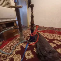 دوعدد وسایل تفریحی