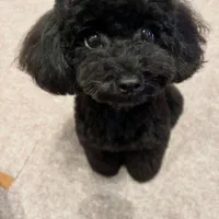 پودل نر یکساله وارداتی اصیل|سگ|تهران, ارم|دیوار