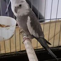 عروس هلندی آلبینو سهره یا قناری