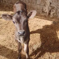 گوساله ماده