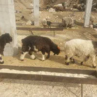 فروش کوه قوچ بختیاری همه رنگ|حیوانات مزرعه|بازفت, |دیوار