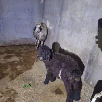 میش بره دار