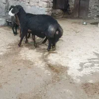 گوسفند|حیوانات مزرعه|فاروج, |دیوار