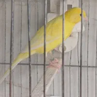 قناری نر طلایی قلمی کشیده