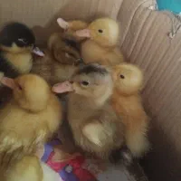 جوجه اردک|حیوانات مزرعه|ماهدشت, |دیوار