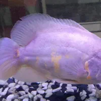 اسکار آلبینو ۲۳سانت