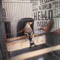 سهره کرمونی مست مست|پرنده|شیراز, دلجو|دیوار