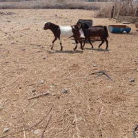 کهره نر|حیوانات مزرعه|میناب, |دیوار