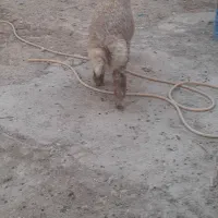 همه جوره بره نر