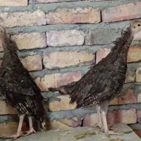 جوجه بوقلمون  کوهی